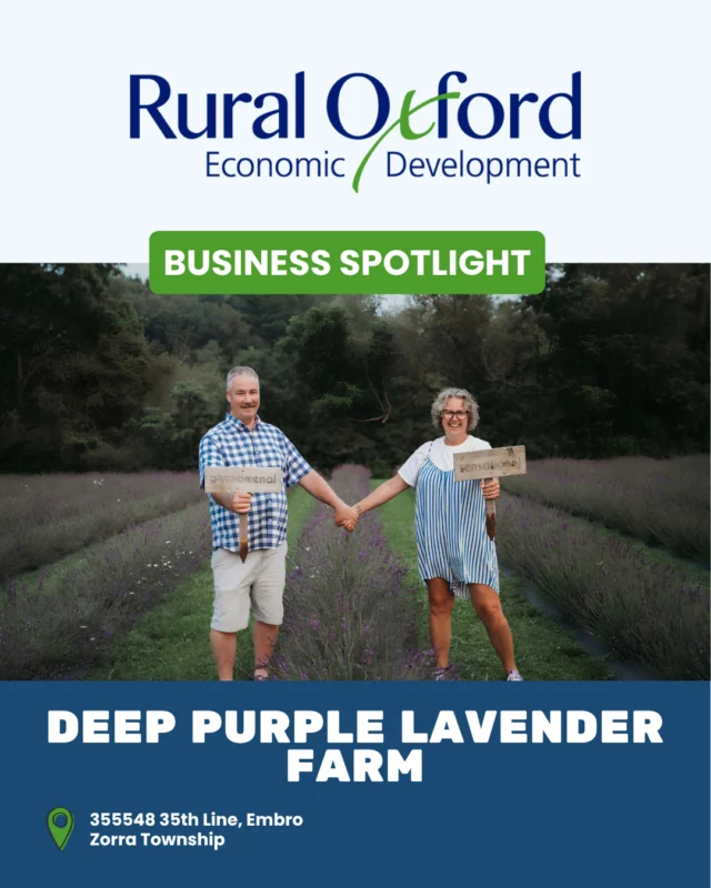 Lavender has a way of marking time.

For Donna and Chris Schurman of Deep Purple Lavender Farm in Embro, it started with inherited family land and a small plot at the bottom of the field. After testing the soil, the choice came down to bamboo or lavender. They chose lavender, planting about 300 plants to start and adding 3,000 more once the first crop did so well. It wasn't all smooth: 800 finicky French lavender plants that needed covering taught them a lesson the hard way.

What began as a you-pick flower farm has bloomed into a genuine agri-tourism draw, with visitors from as far as Bethlehem and the Yukon signing the guest book. Donna's advice for anyone starting out is to take a chance, but don't quit your day job right away. Next up is steady over sprawling, with opening day next summer on June 29, 2027.

Read Donna's full story
https://ruraloxford.ca/deep-purple-lavender-farm-cultivating-community-in-embro/ 

#RuralOxford #ZorraTownship #Embro #BusinessSpotlight #AgriTourism #ShopLocalOxford #FarmLife